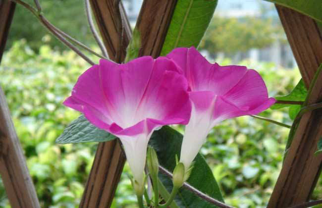 牵牛花种子什么时候种?牵牛花种子种植方法及时间
