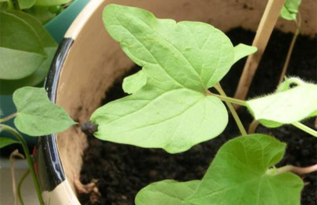 牵牛花种子什么时候种?牵牛花种子种植方法及时间