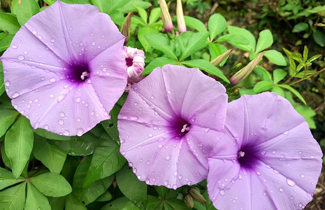 牵牛花种子什么时候种?牵牛花种子种植方法及时间