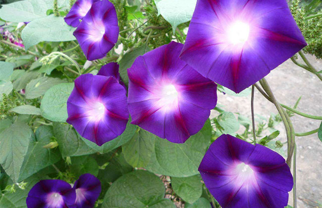牵牛花种子什么时候种?牵牛花种子种植方法及时间