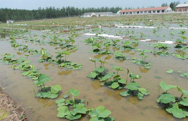 莲藕怎么栽培?莲藕高产种植技术