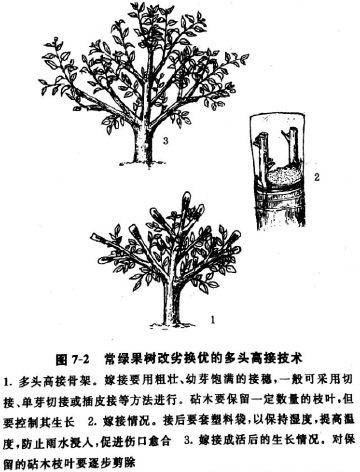 高接换头嫁接技术3.jpg