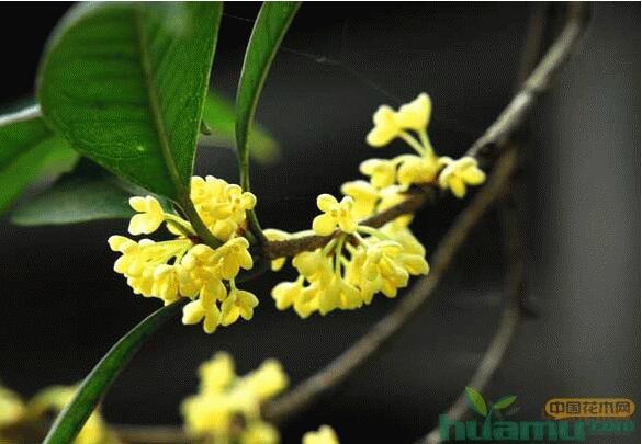 桂花1.jpg