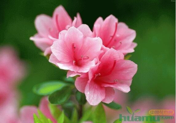 室内杜鹃花的养殖栽培方法