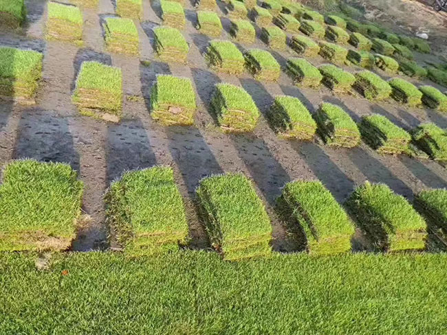 培育草坪壮苗从早春开始