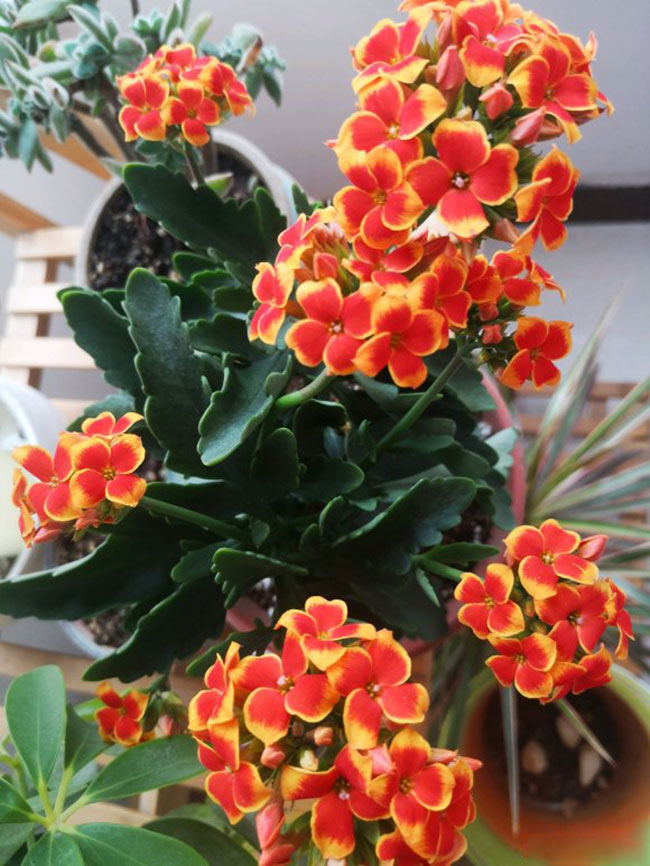 长寿花不开花怎么办？长寿花催花方法