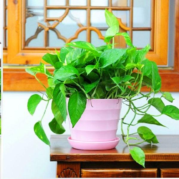 盆栽绿萝.jpg