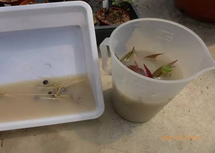 花卉栽培：山茶芽苗砧接技术3.jpg