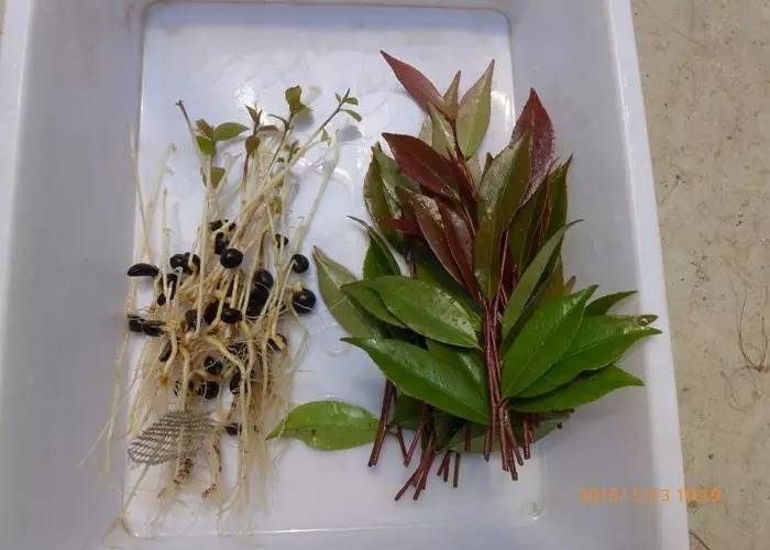 花卉栽培：山茶芽苗砧接技术4.jpg