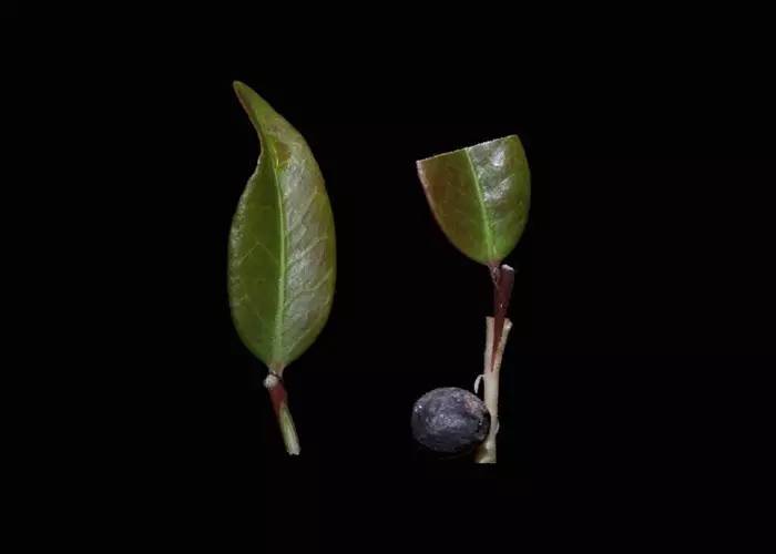 花卉栽培：山茶芽苗砧接技术5.jpg