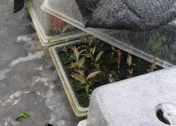 花卉栽培：山茶芽苗砧接技术9.jpg
