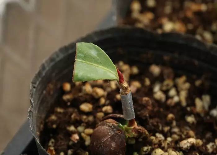 花卉栽培：山茶芽苗砧接技术10.jpg