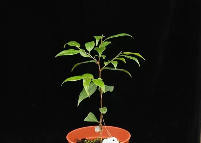 花卉栽培：山茶芽苗砧接技术11.jpg