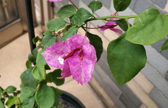 三角梅不开花怎么办？喷上一种水立马长花苞