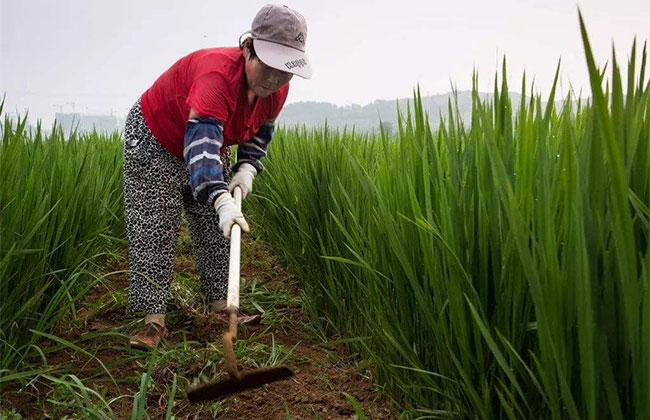打除草剂2.jpg