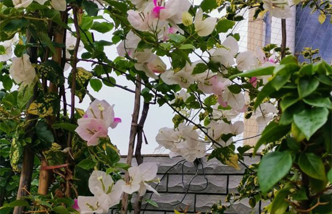 三角梅开花