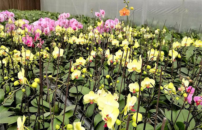 花卉