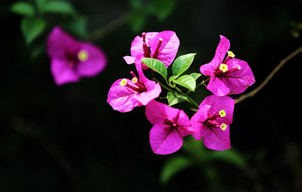 三角梅一年能开几次花？花盆养三角梅的养殖方法和注意事项