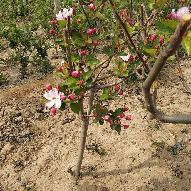 北美海棠几月份开花?种植北美海棠可以扦插吗?