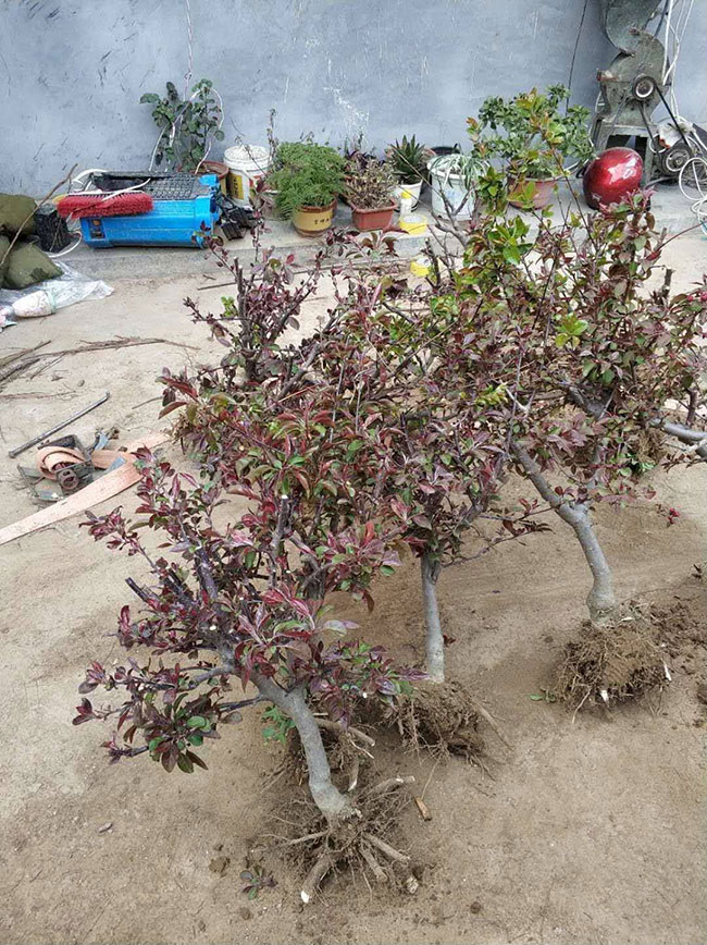 北美海棠几月份开花?种植北美海棠可以扦插吗?