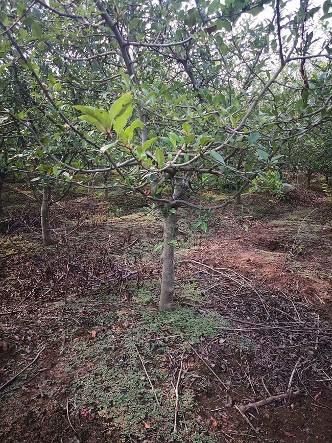 北美海棠几月份开花?种植北美海棠可以扦插吗?