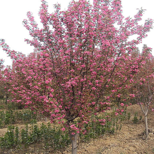北美海棠苗几年开花?北美海棠一年季开花吗?