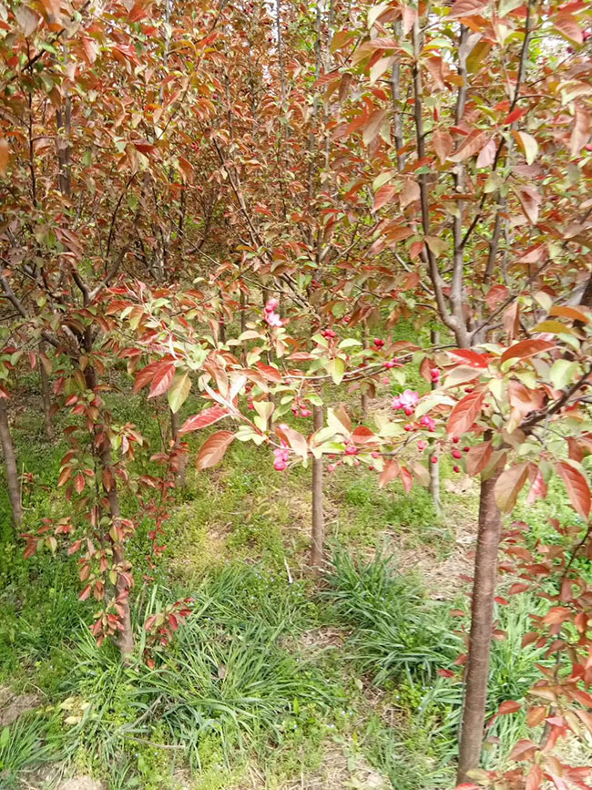 北美海棠苗几年开花?北美海棠一年季开花吗?