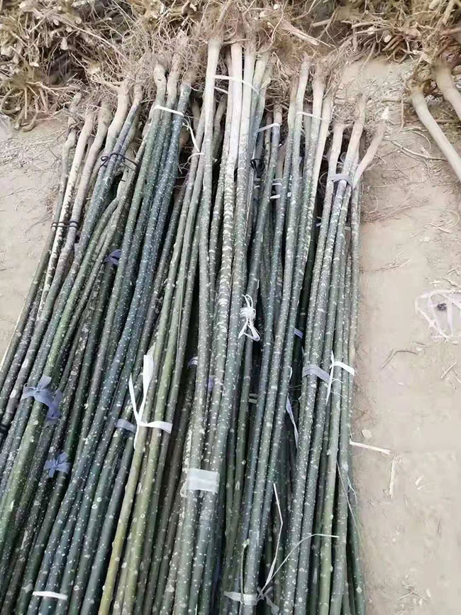 国槐什么时候种植?国槐如何种植?国槐树的种植方法