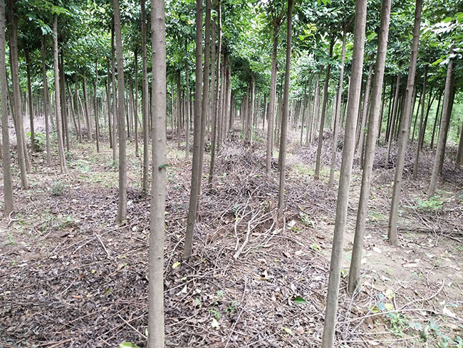 最实用的新植苗木养护注意事项
