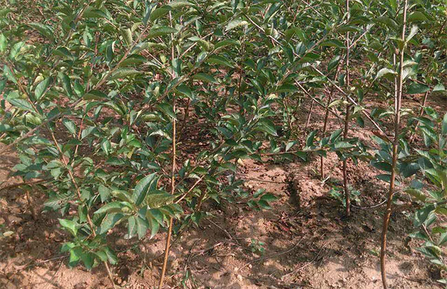 陕西紧急发布苹果花期冻害防御指南 陕西紧急发布苹果花期冻害防御指南