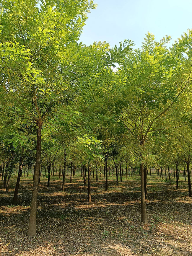 金枝槐怎么修剪?金枝槐种植技术