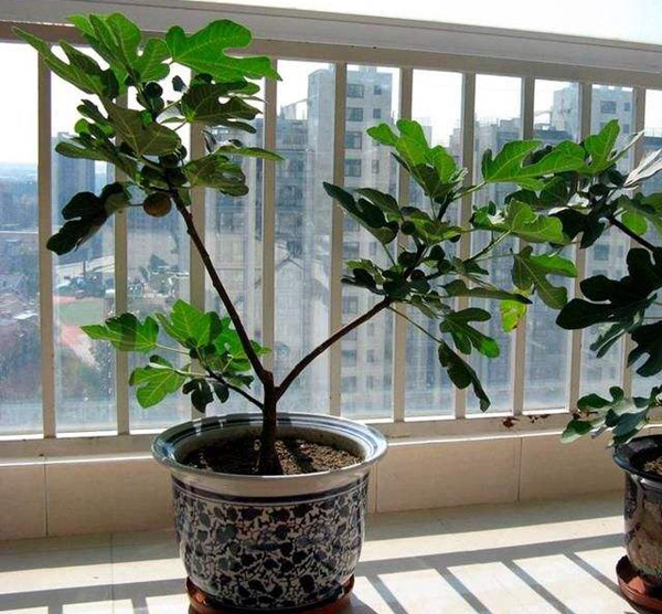 无花果盆栽