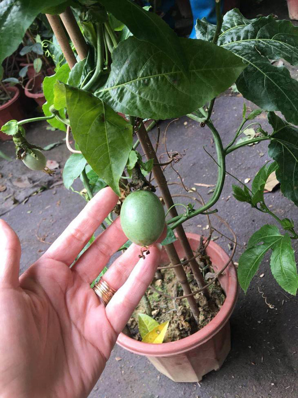 盆栽百香果