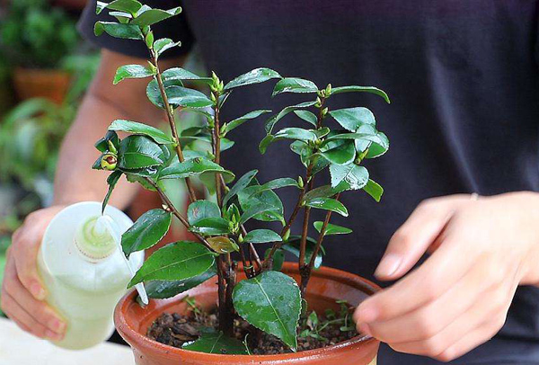 茶花施肥