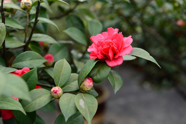 茶花