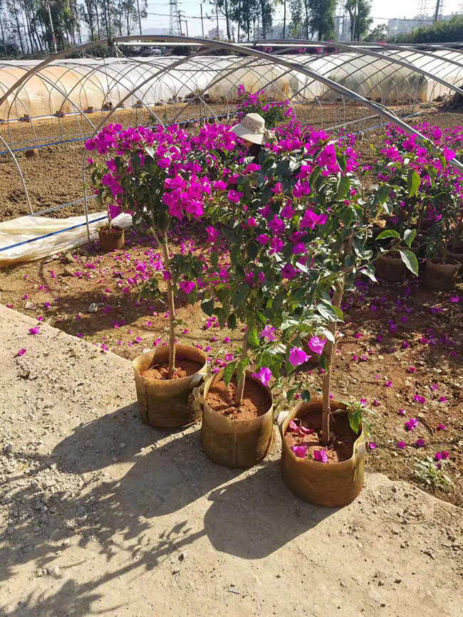 怎样栽培三角梅?三角梅种植方法和注意事项
