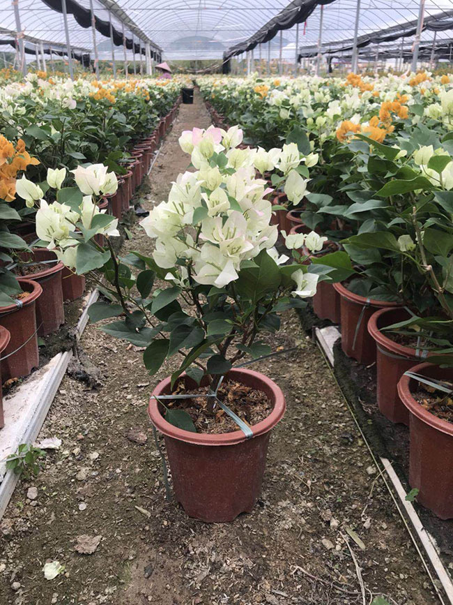 怎样栽培三角梅?三角梅种植方法和注意事项