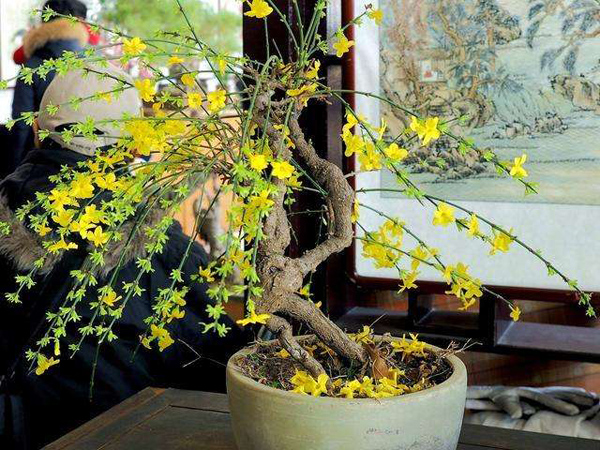 迎春花