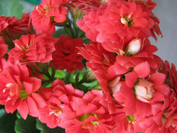 长寿花