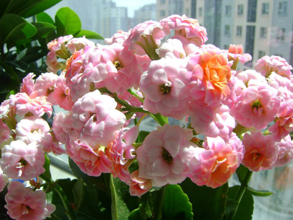 长寿花