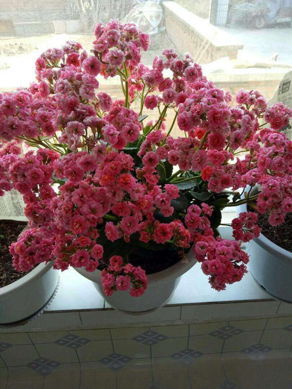 长寿花