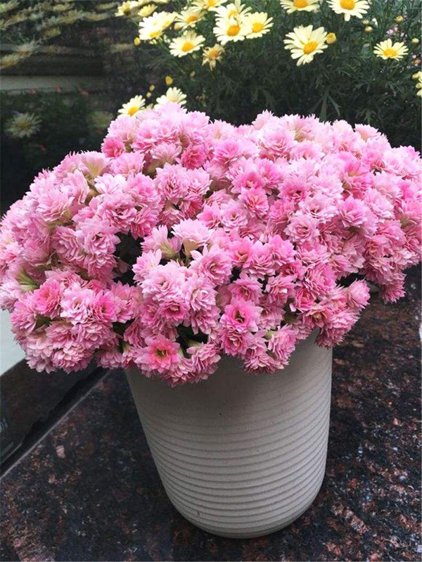 粉色长寿花