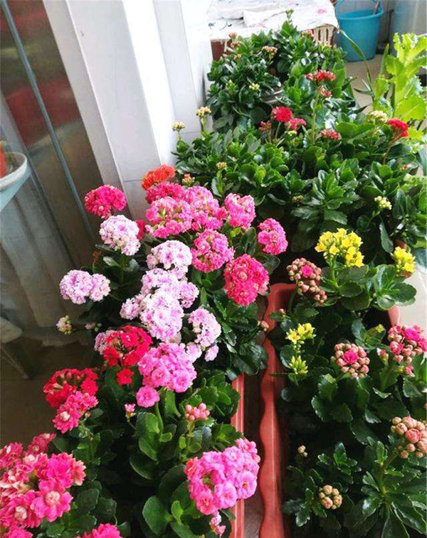 阳台上的长寿花