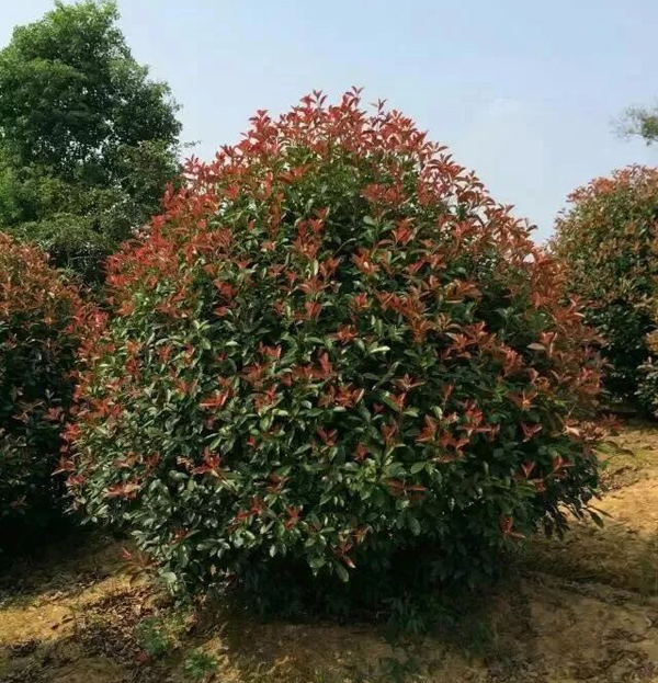 红叶石楠