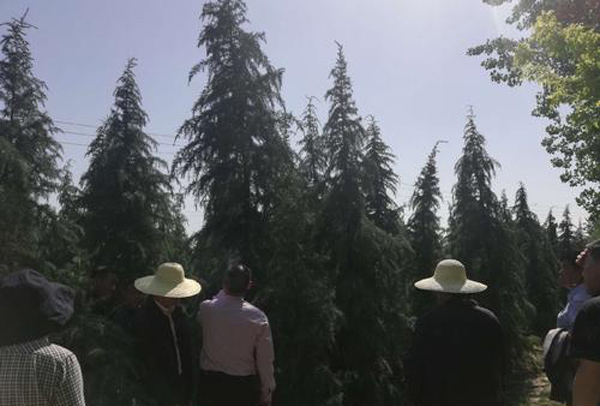 雪松什么时候种植最好？雪松苗种植最佳时间