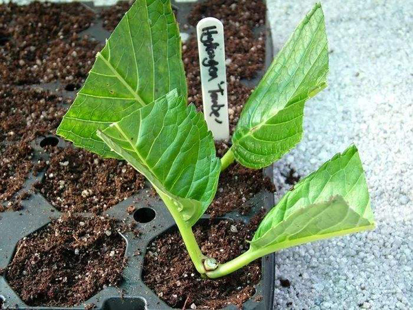 绣球花扦插