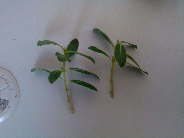 长春花的插穗