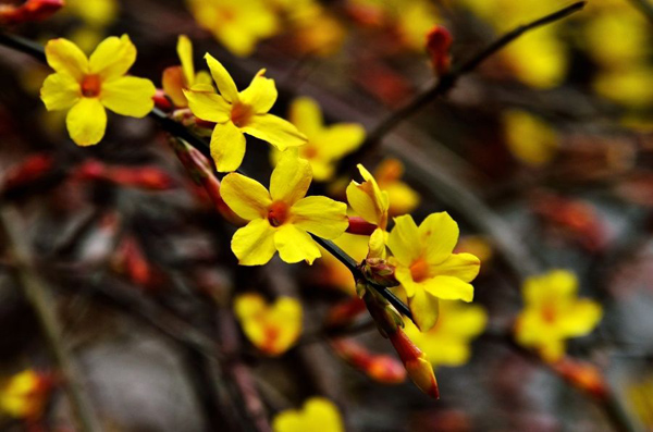 迎春花