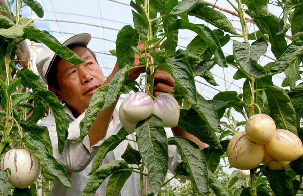 人参果树苗种植