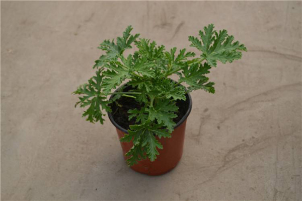 驱蚊草有用吗能驱蚊吗？家里能不能养驱蚊草？